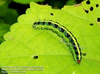 /album/caterpillars/caterpillar-4-photograph-by-shantanu-kuveskar-jpg/